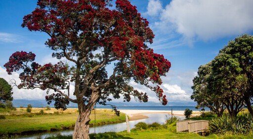 A pohutukawa tree on the reserve across from the Kūaotunu Hall. The tree is resplendent with red blooms and has a swing hanging from it. Beyond is the river mouth and in the distance the ocean.