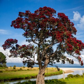 A pohutukawa tree on the reserve across from the Kūaotunu Hall. The tree is resplendent with red blooms and has a swing hanging from it. Beyond is the river mouth and in the distance the ocean.