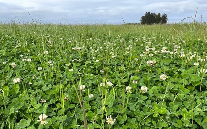 Natural NPK fertilisers can help increase soil fertility and pasture growth for organic farmers.