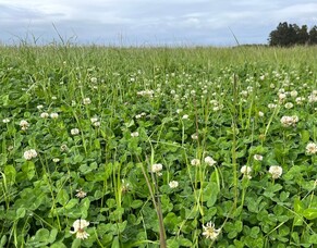 New NPK Options for Organics