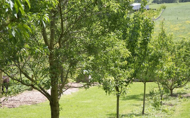Row of fruit trees in a home orchard