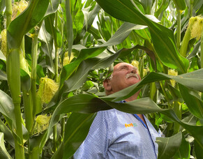 A smarter Way to grow Maize