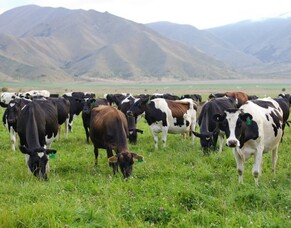 Lime and gypsum for different uses