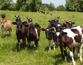 Soil Acidity is a balancing Act