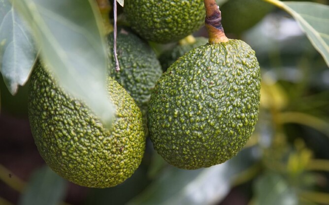 Unripe avocado fruit on a tree