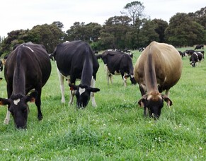 Know what your cows are eating