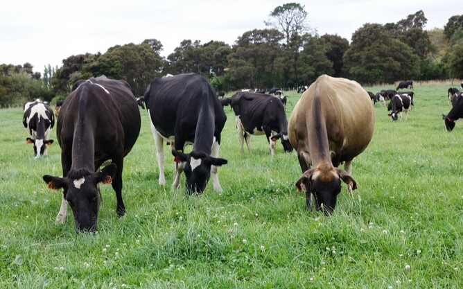 A herbage test is a cost-effective way to find out the nutritional value of your pasture and crops so you know what your livestock are eating.