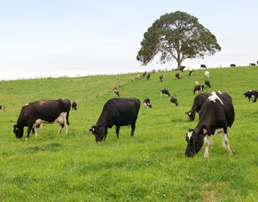 Responsible Nitrogen Use