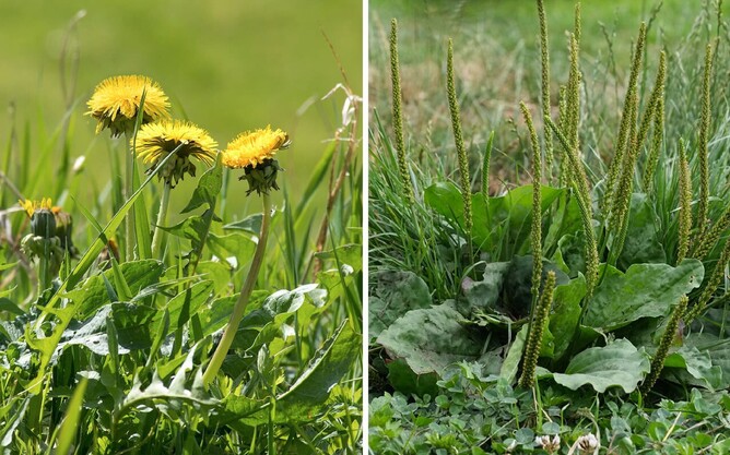 A dandelion plant on the left and a broad-leaf plantain plant on the right.