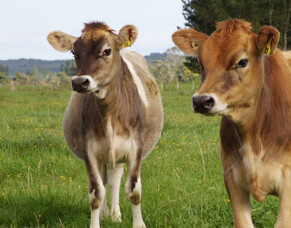 Trace elements for optimum plant nutrition