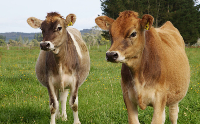 Trace elements are essential for healthy soil, plants, and animals.