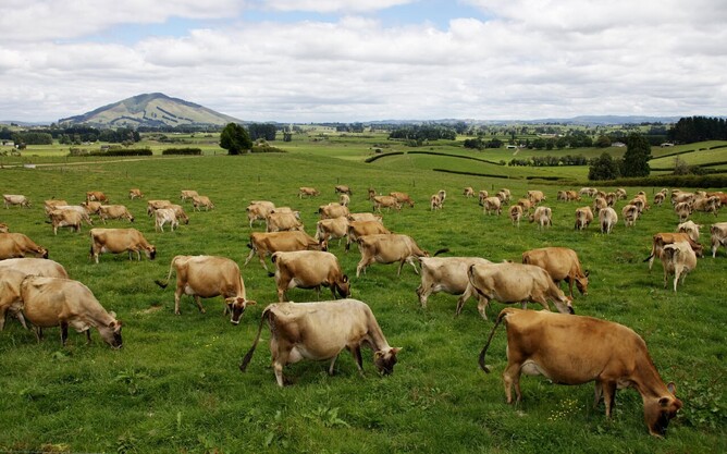 Jersey cows in summer pasture
