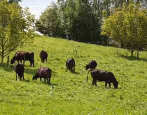 Do I really need fertiliser for my lifestyle block?