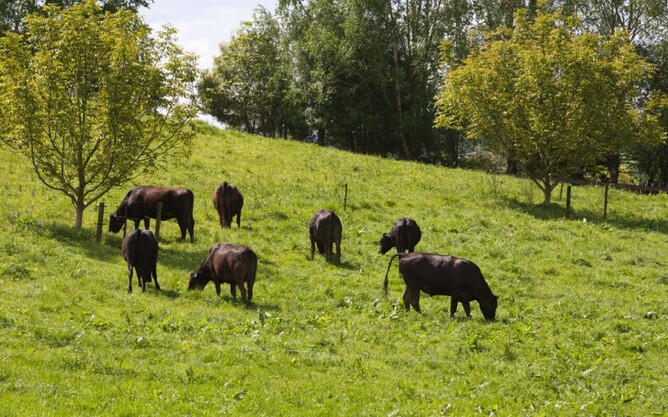 You need fertiliser on your block to replace the nutrients you take away when you harvest fruit and veg or animal products like meat and eggs.