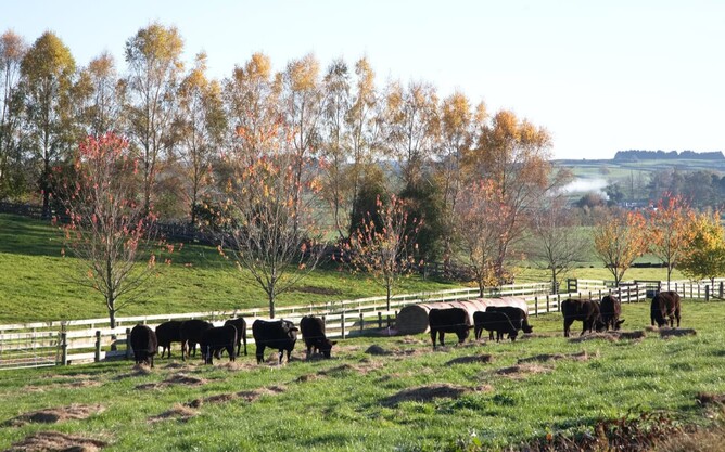 Lifestyle block scene in New Zealand