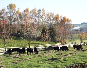 How to choose fertiliser for your lifestyle block