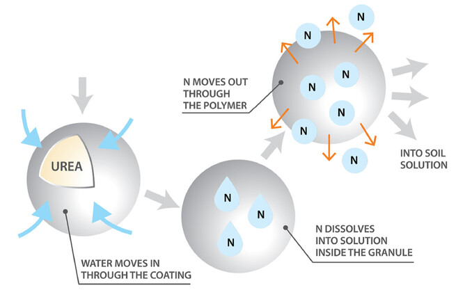 How controlled release nitrogen fertiliser works.
