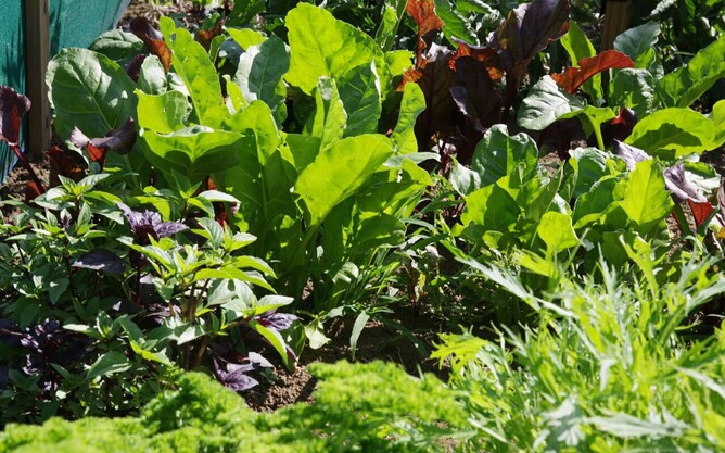 Healthy vegetables in a home garden