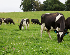 Grow your own Nitrogen