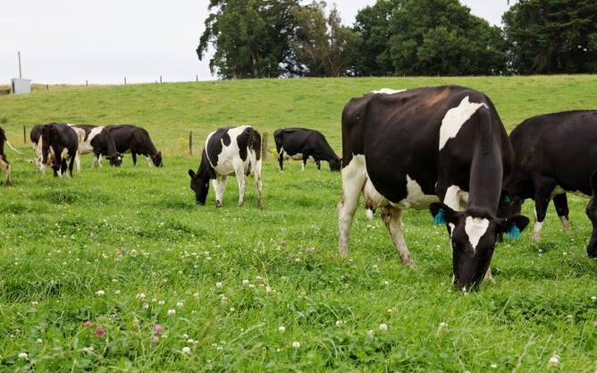 Clover is a great source of nitrogen but needs fertile, healthy soil to grow well.