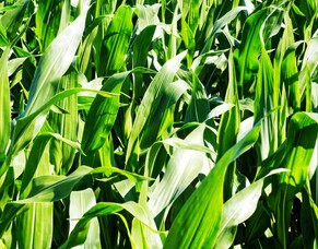 Always soil test before planting maize