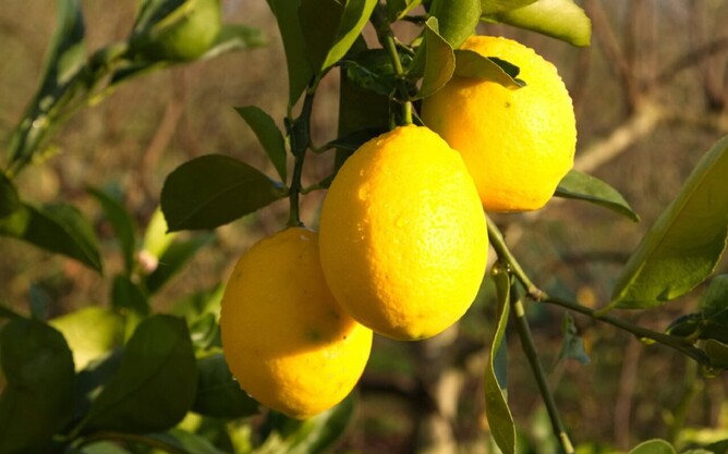 Ripe lemons on a fruit tree