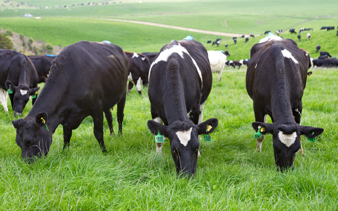 Abundant, healthy pasture with good sulphur levels.