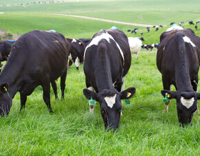 Sulphur deserves equal Billing with NPK