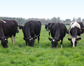 Potash essential for pasture and crop quality