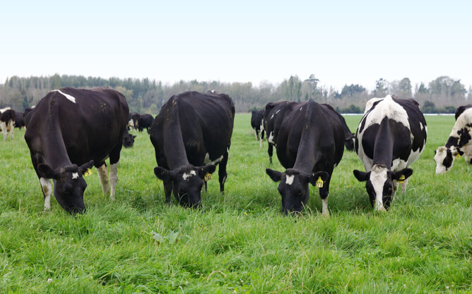 Potassium and potash are essential elements for pasture and crop quality.