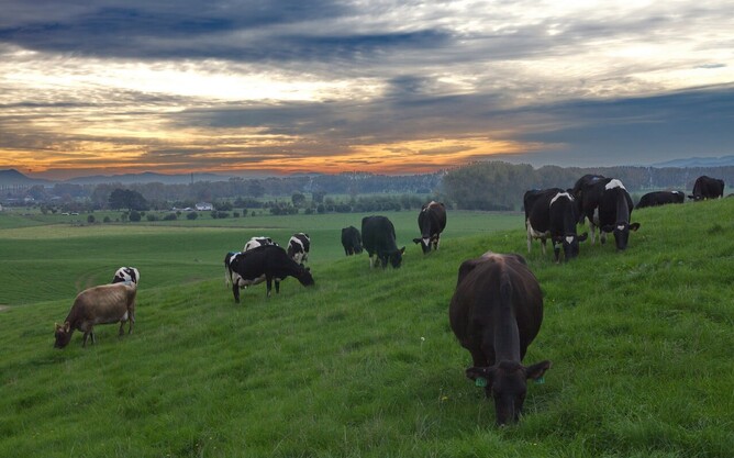 Dairy cows grazing on a paddock at dawn.