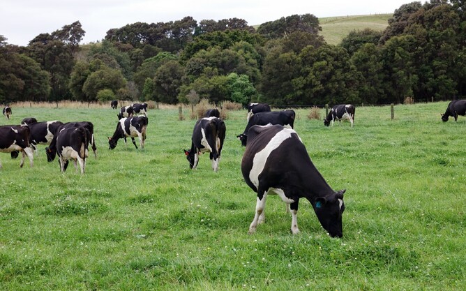 A herd of New Zealand dairy cows grazing in a healthy, green paddock.