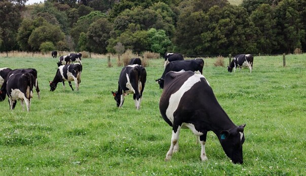 Sustainable fertiliser is smart fertiliser