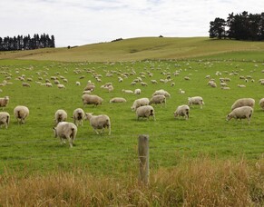 Benefits of dicalcic phosphate too good to ignore