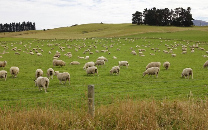 Using dicalcic phosphate instead of superphosphate has many advantages.