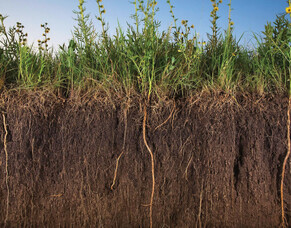 Nutrient Efficiency with Humates