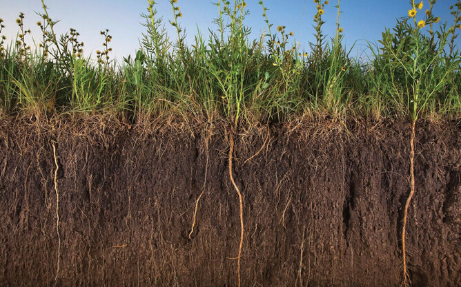 Adding humates to nitrogen fertiliser can increase nutrient efficiency and reduce nutrient wastage.