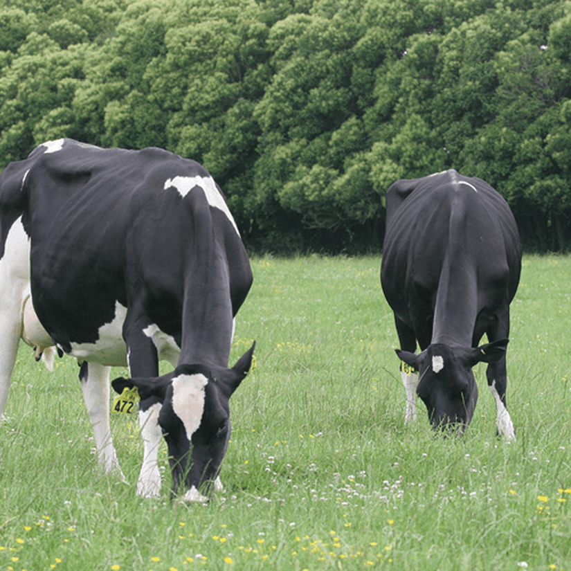 Dairy cows grazing green pasture