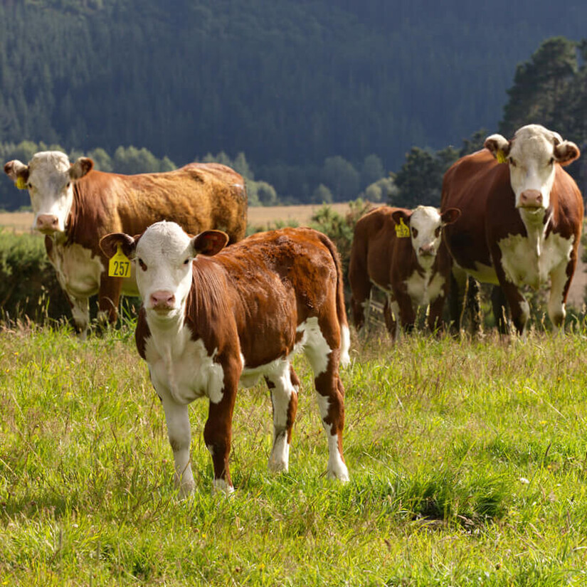 Beef stock on green pasture