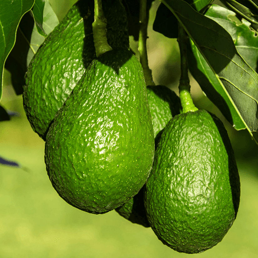 Avocados hanging on tree