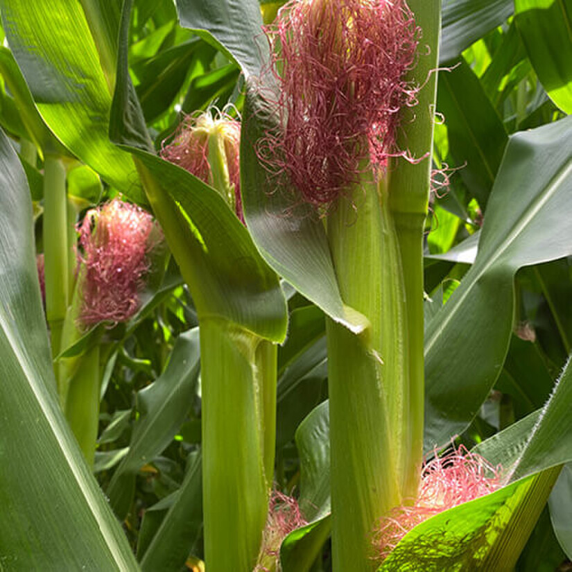 Maize plants