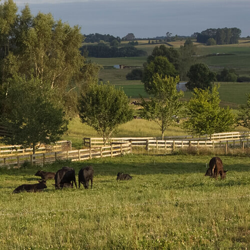 Beef stock on a lifestyle block paddock