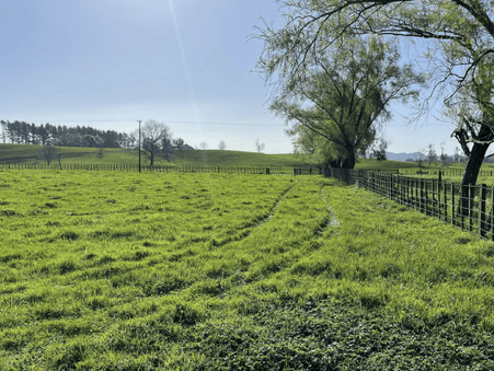 Image green sectioned paddock. 97 Corcoran Road, Te Pahu House & Land Package available with Waikato residential builders, Whitechurch Construction Limited. New Zealand