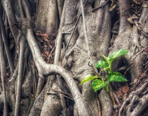 The Roots of Leadership and Social Justice