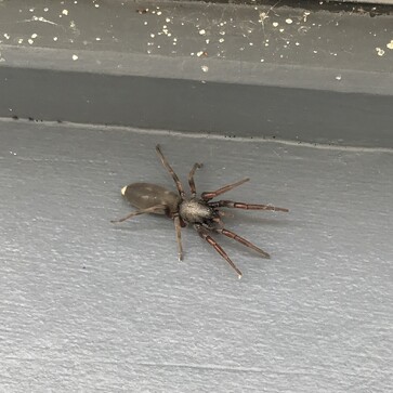 White tail spider. Spider Pest Control Services