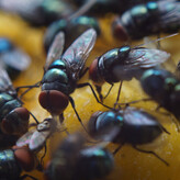 Cambridge house fly control and extermination services