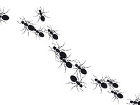 ant control