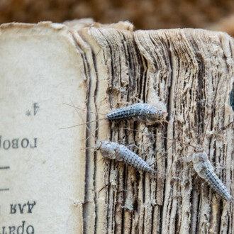 Silver-fish pest insect. Need help with Pest control in Cambridge?