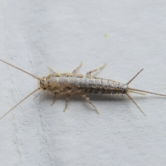 Silverfish insect. Pest control for Silverfish in Cambridge