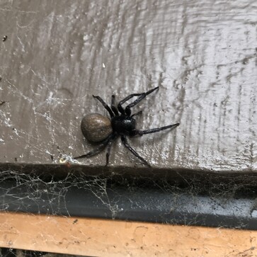 cobweb removal. Spider Pest Control Services